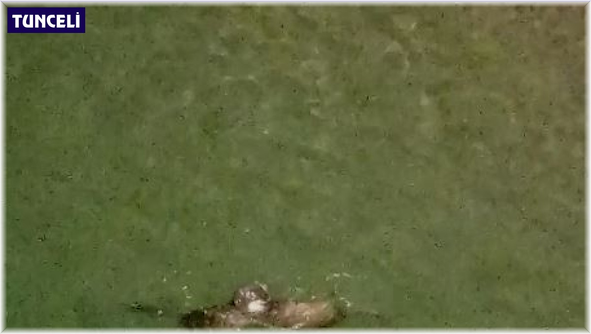 Koruma altındaki su samurlarının yüzme keyfi