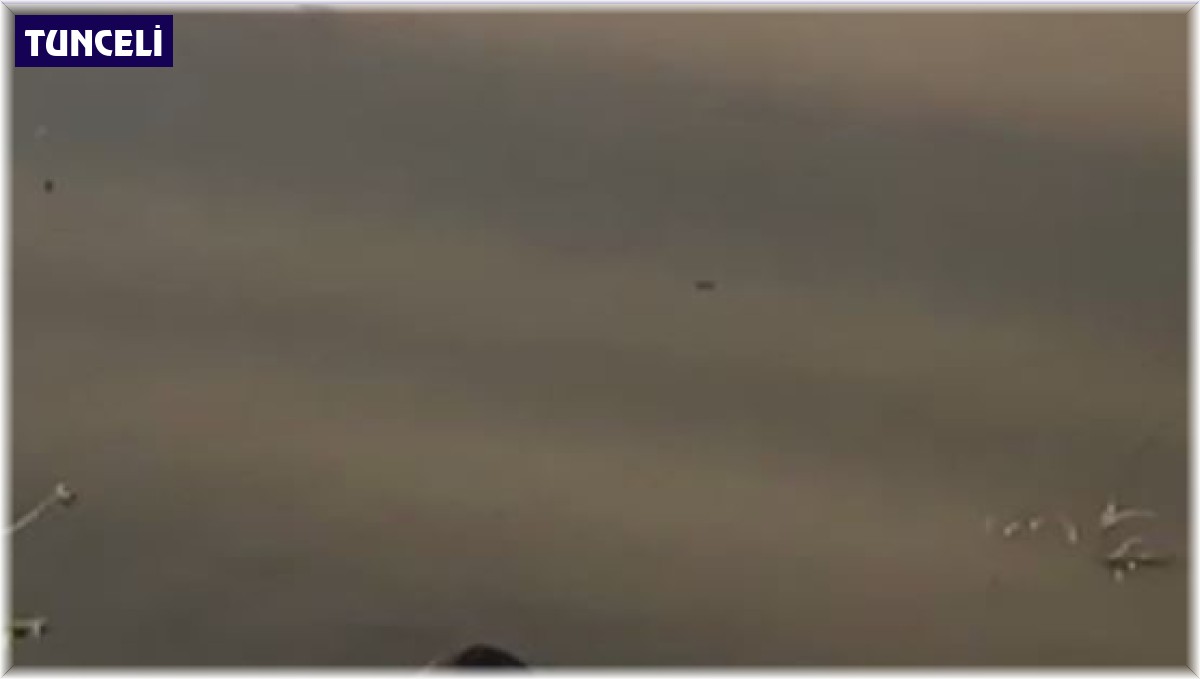 Koruma altındaki su samuru Munzur Çayı'na dalarken görüntülendi