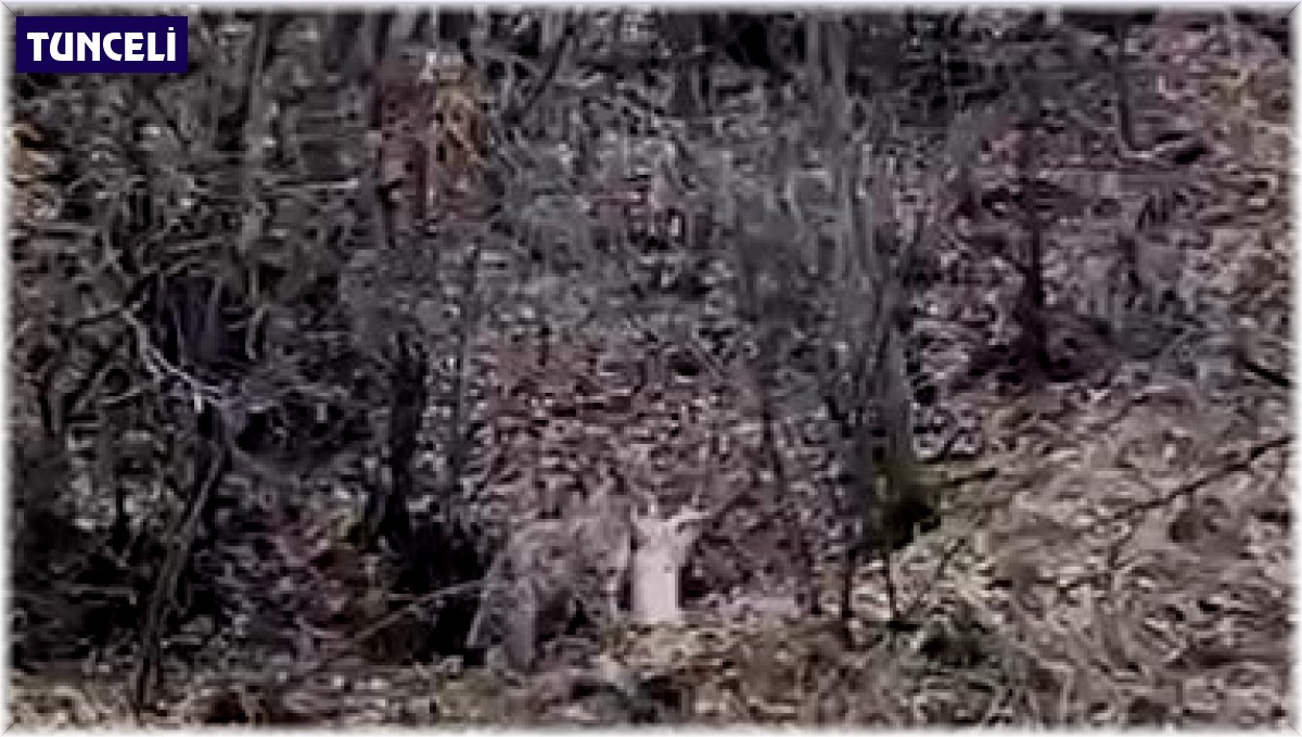 Koruma altındaki vaşak, öldürdüğü kediyi ağzında götürürken görüntülendi