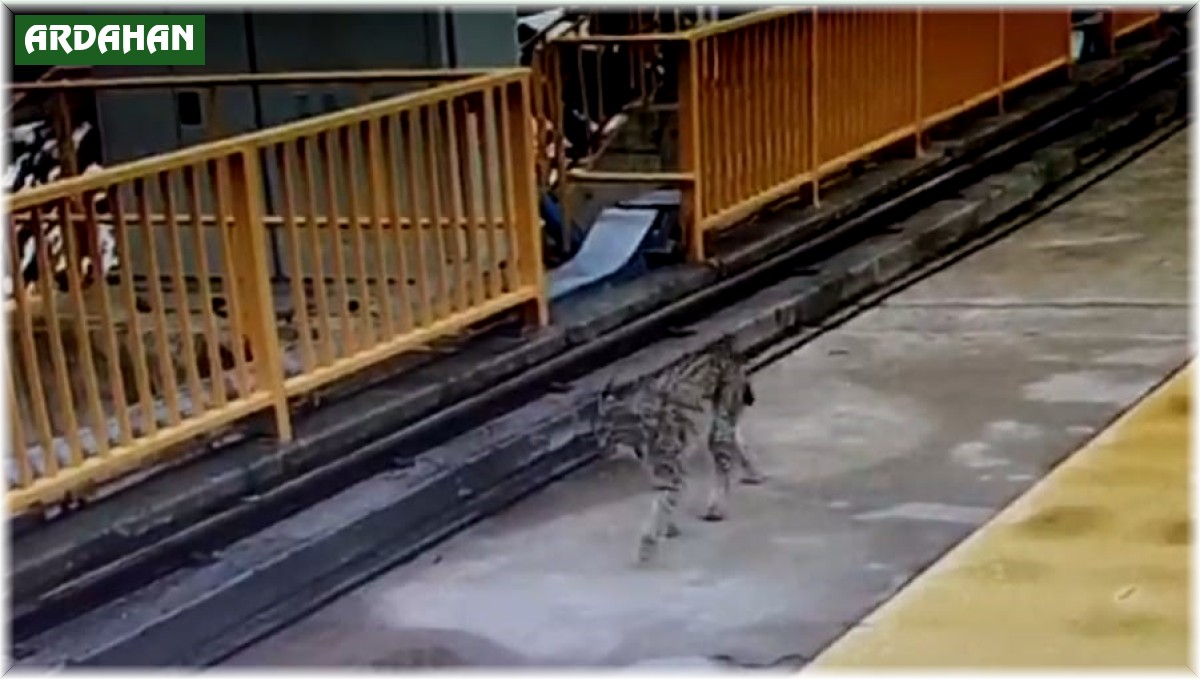 Kotanlı Barajı'nın davetsiz misafiri vaşak