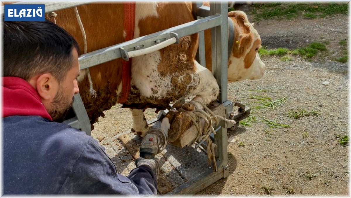Köy köy gezerek ineklere pedikür yapıyorlar