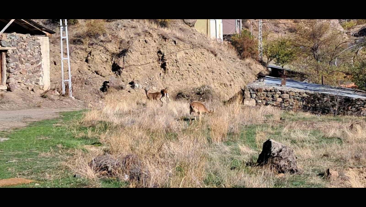 Köyde yaban keçileri özgürce otluyor