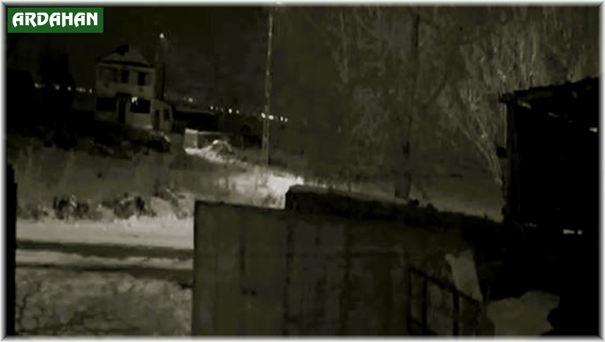 Köye inen aç kurtlar dehşet saçtı