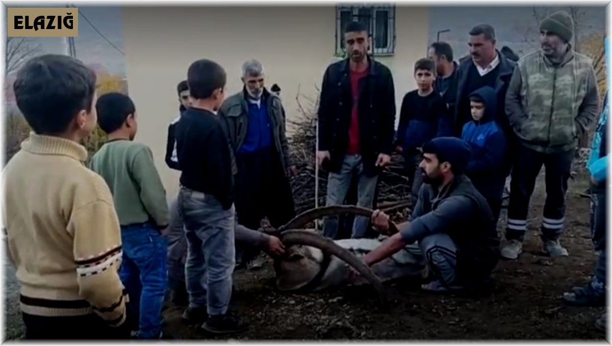 Köye inen dağ keçisi zarar görmesin diye saatlerce nöbet tuttular