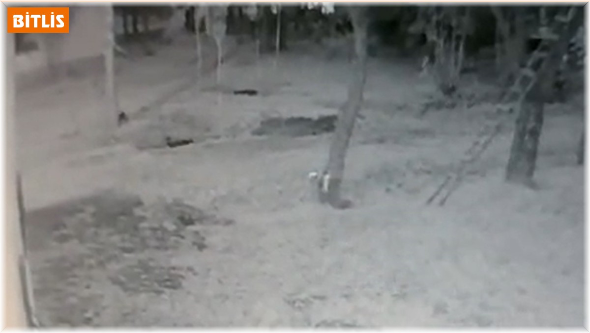 Köye inen kurt, iş yeri bahçesindeki köstebeği böyle avladı