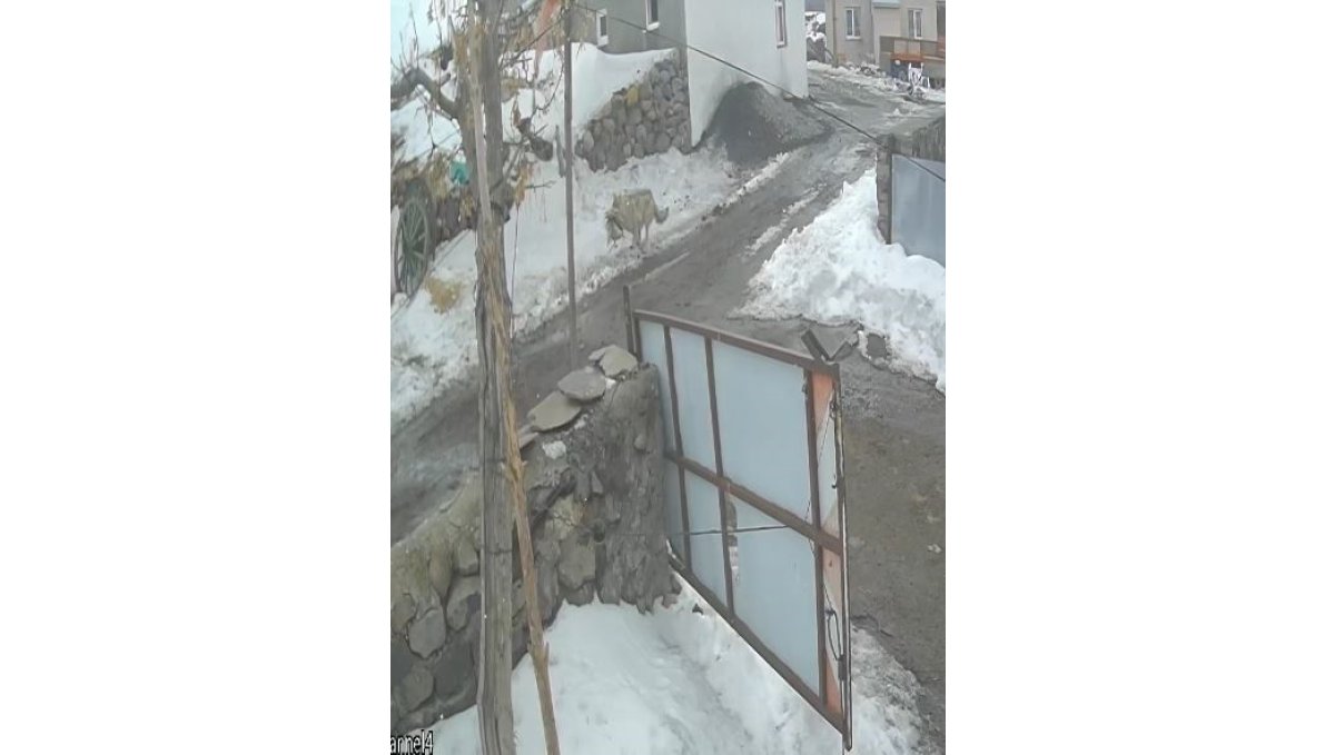 Köye inen kurt kaz sürüsüne saldırdı