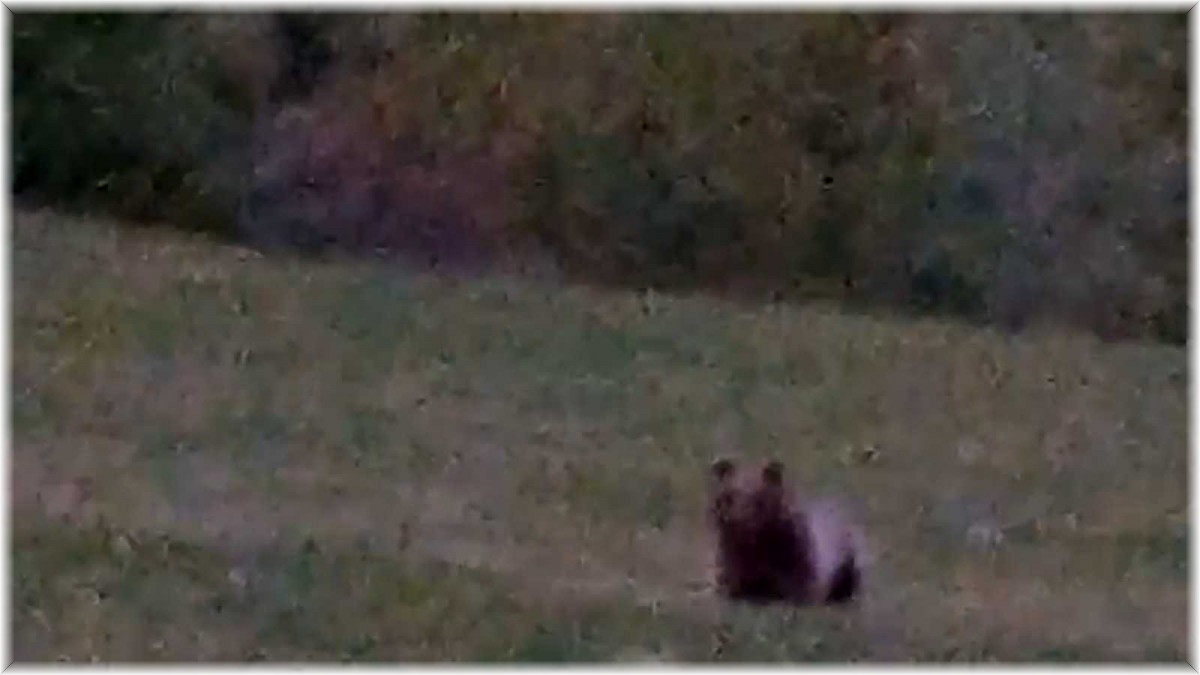 Köye kadar inen boz ayı böyle görüntülendi