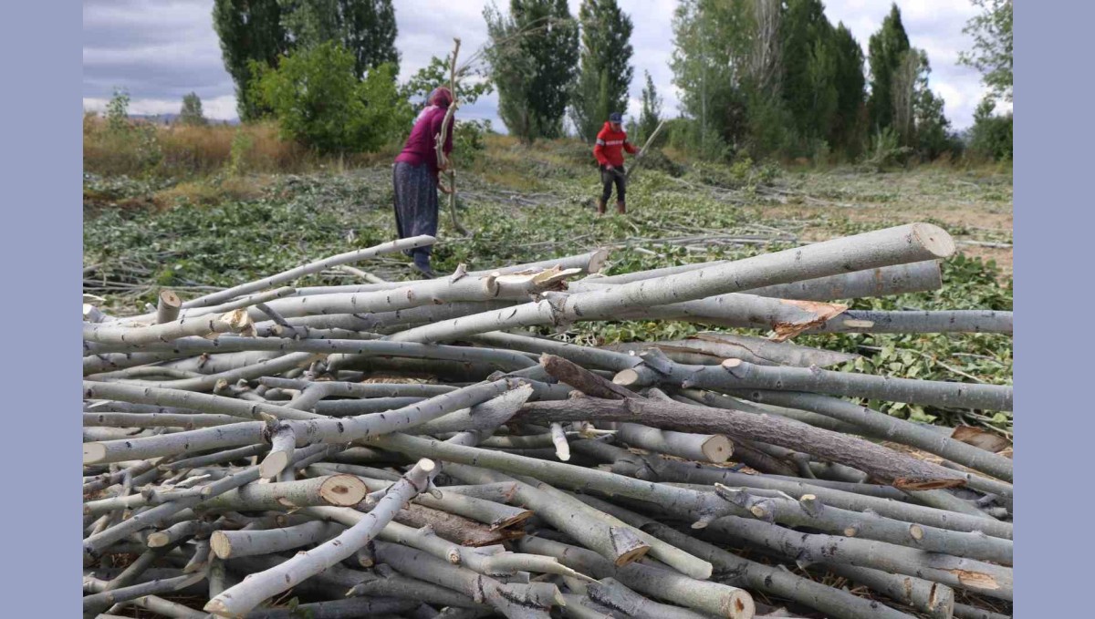 Köylerde kışlık odun hazırlığı