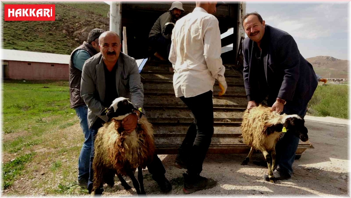 Köylerine geri dönen çiftçilere küçükbaş hayvan desteği