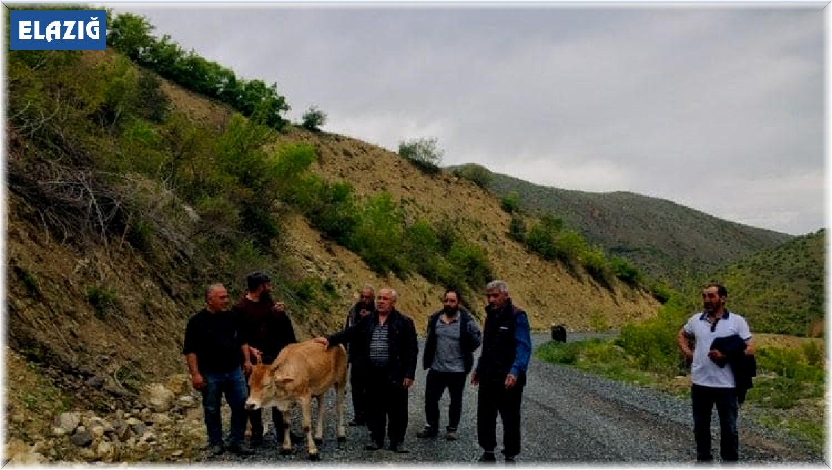 Köylüler uçuruma yuvarlanan ineği el birliğiyle kurtardı