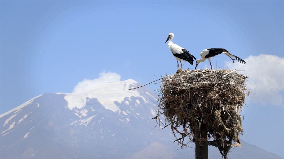 Köylüler yıllardır Ağrı'dan göç etmeyen leyleklere özenle bakıyor