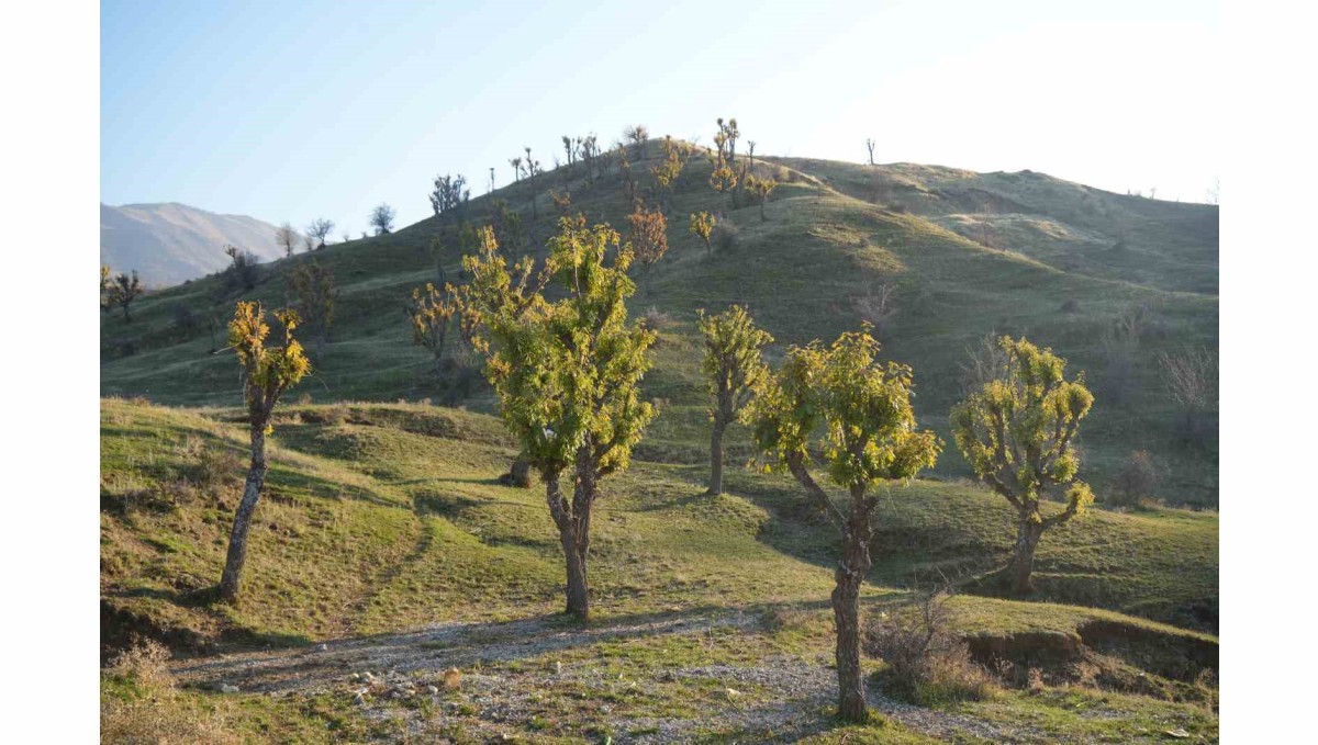 Köylüleri şaşırtan olay: Meşeler kış kapıdayken yeniden yeşerdi