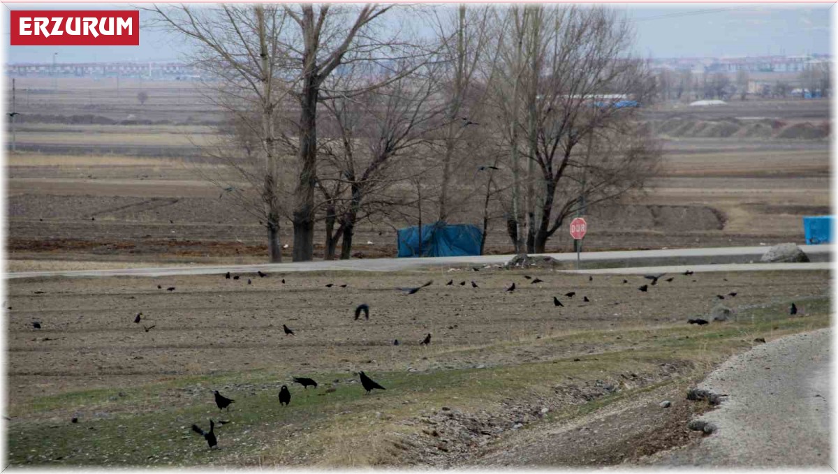 Köyü istila eden kargalar bahçe ve tarlalara dadandı