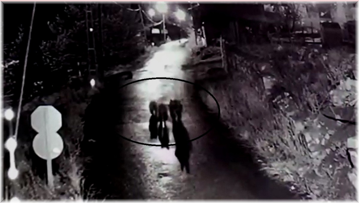 Köyün sokaklarında dolaşan 3 ayı güvenlik kamerasına yansıdı