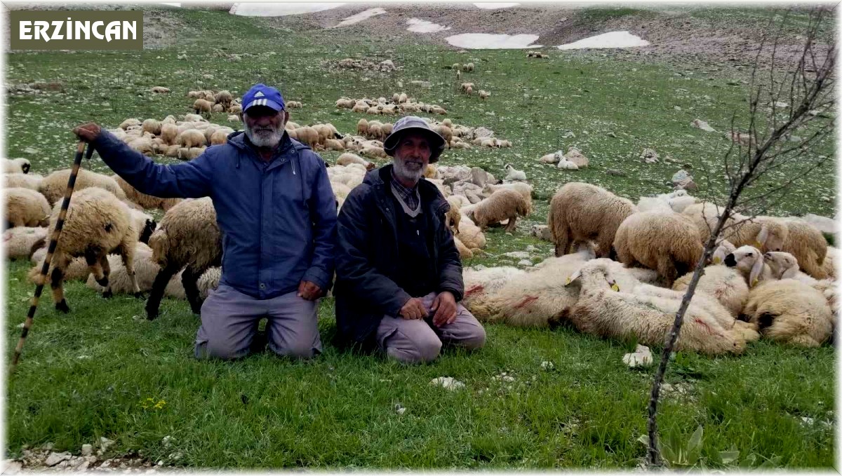 Koyun sürüleri İranlı çobanlara emanet