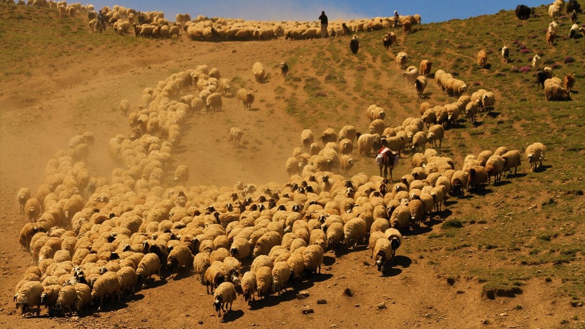 Koyun sürülerinin meralara 'tozlu yolculuğu'