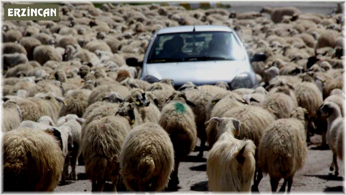 Koyun sürüsü karayoluna çıktı, sürücüler şaştı