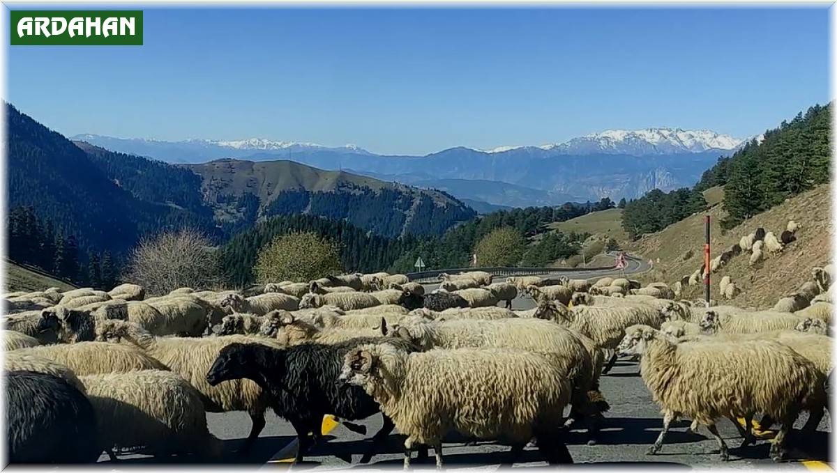 Koyun sürüsü karayolunu trafiğe kapattı