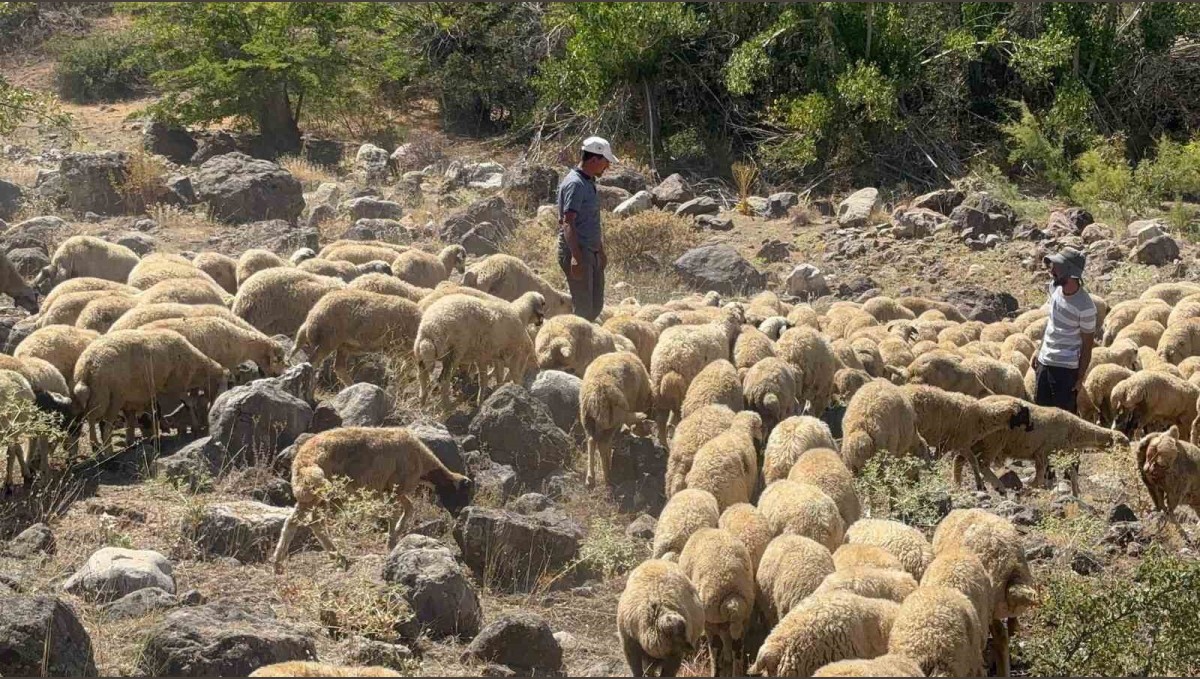 Koyun sürüsüne kurt ve ayı saldırdı, 20 kuzu telef oldu