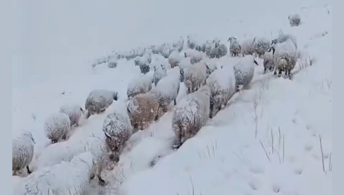 Koyun sürüsünün kar altında zorlu yolculuğu