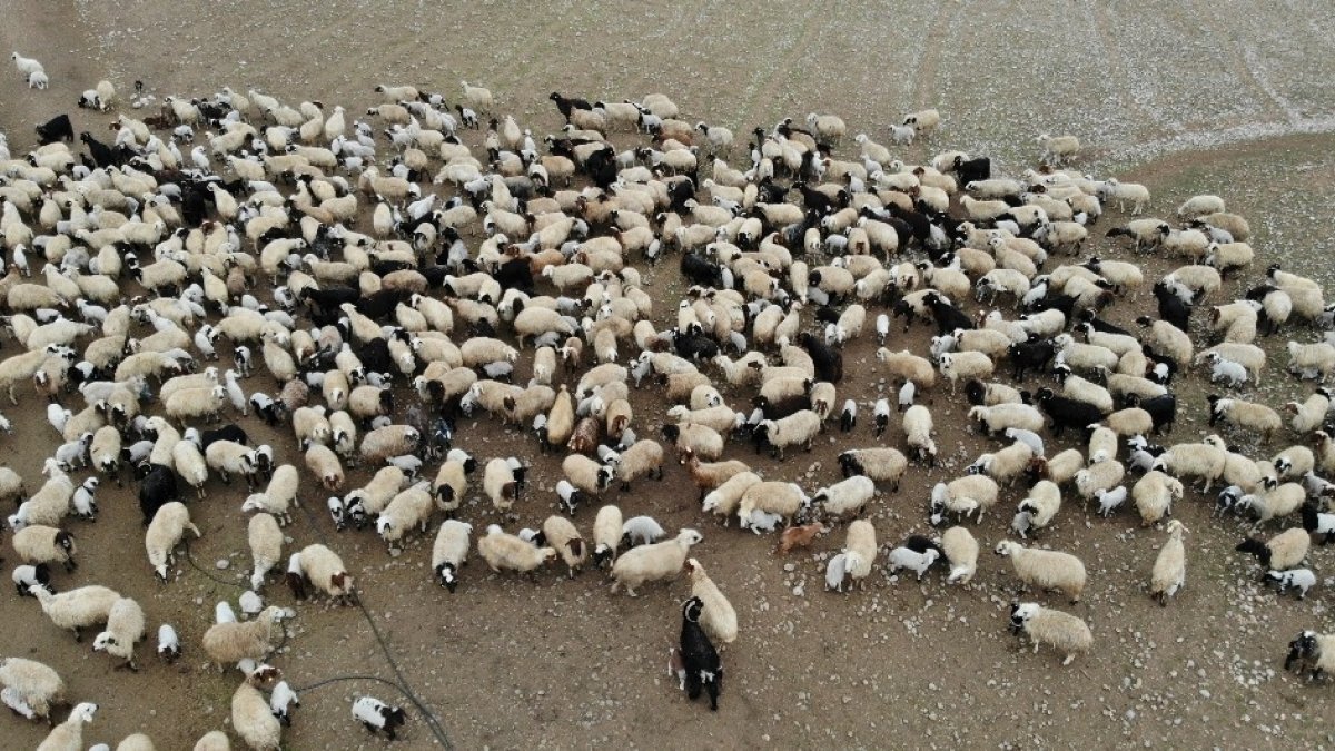 Koyun ve kuzuların buluşması renkli görüntülere sahne oldu