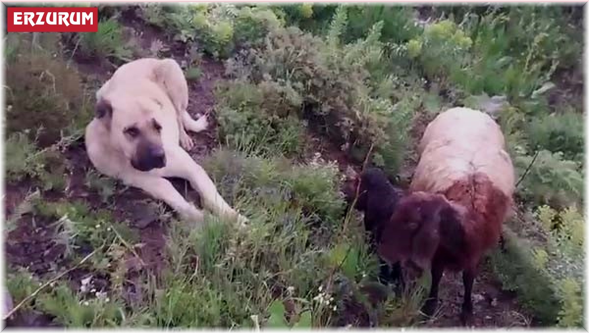 Koyun ve yavrusunu canı pahasına korudu