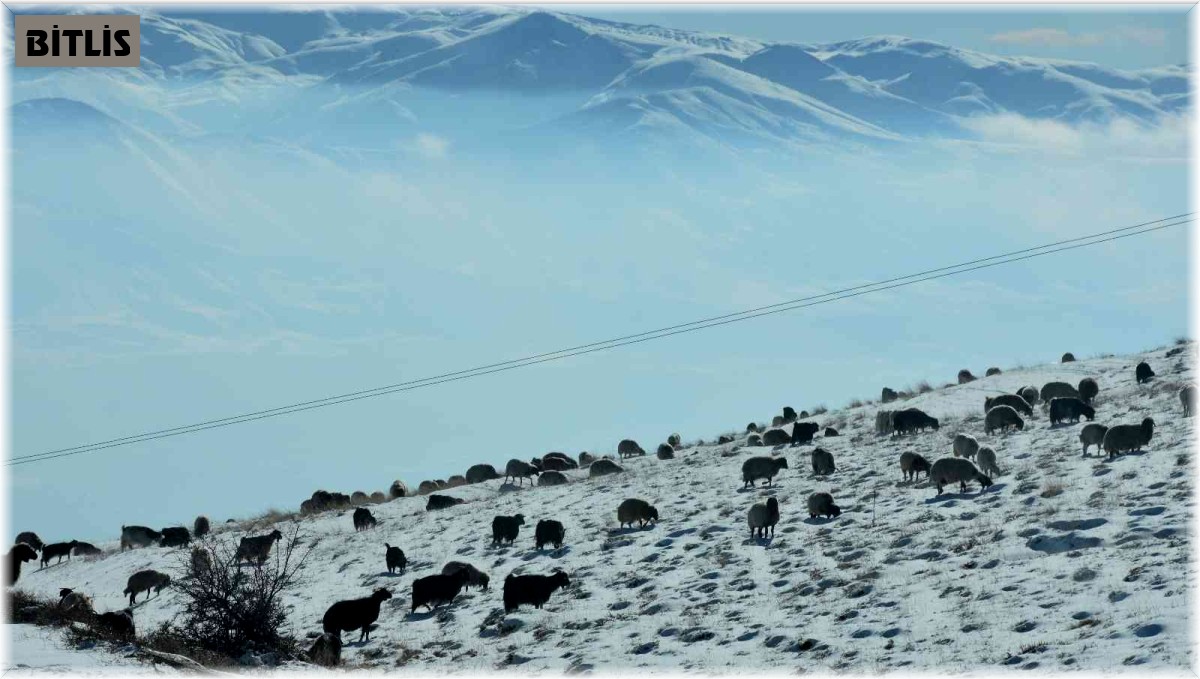Koyunlar karla kaplı yaylalarda otlanmaya devam ediyor