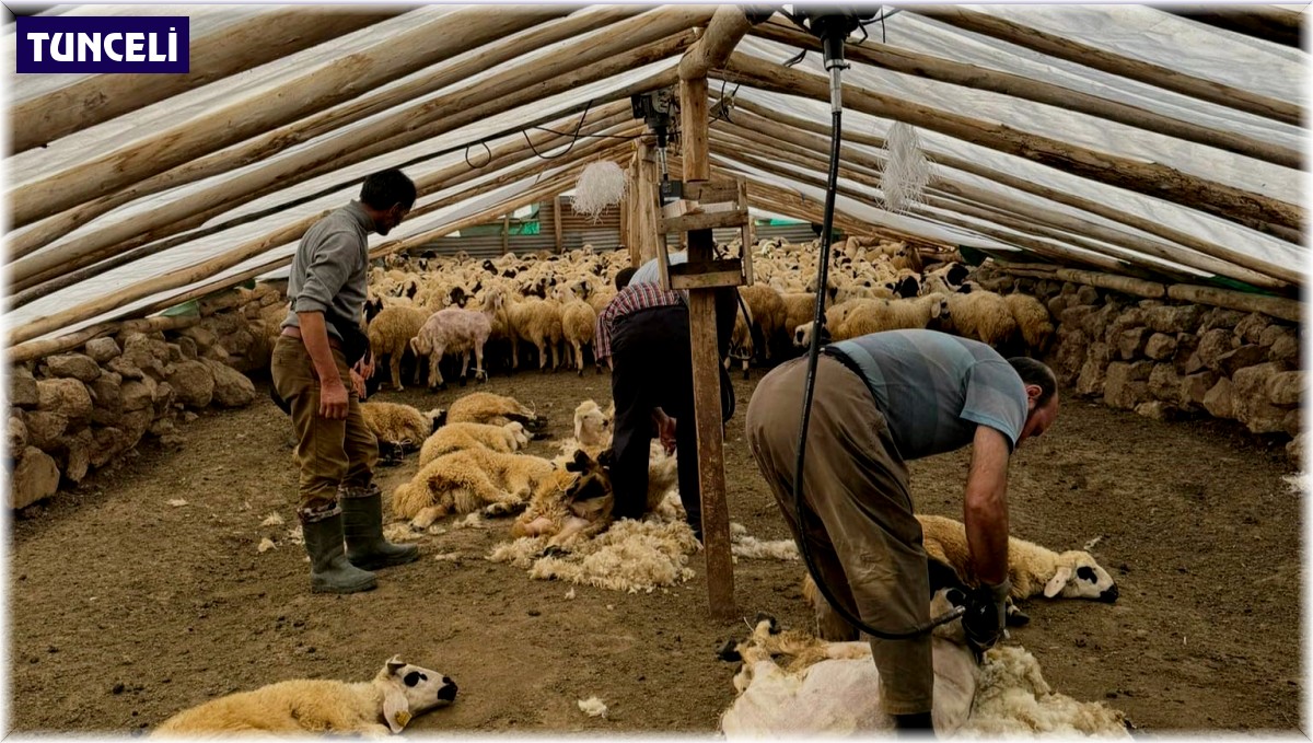 Koyunları elektrikli makine ile kırkmaya başladılar