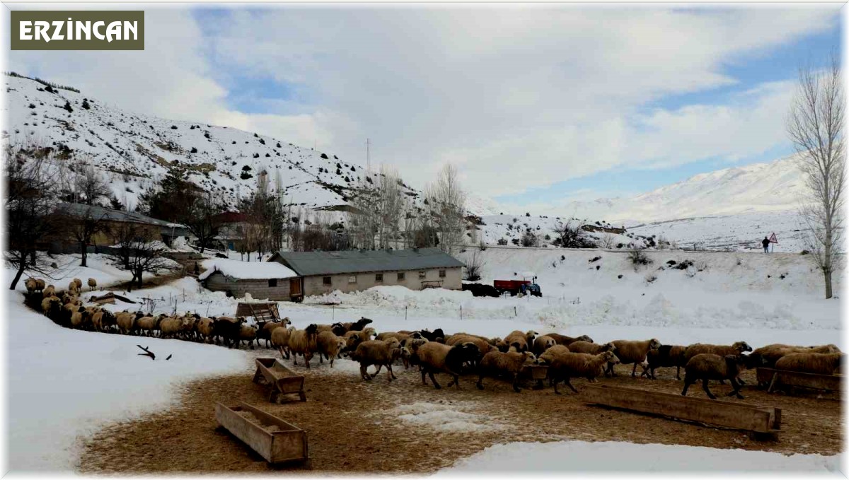 Koyunların kuzulama dönemi başladı