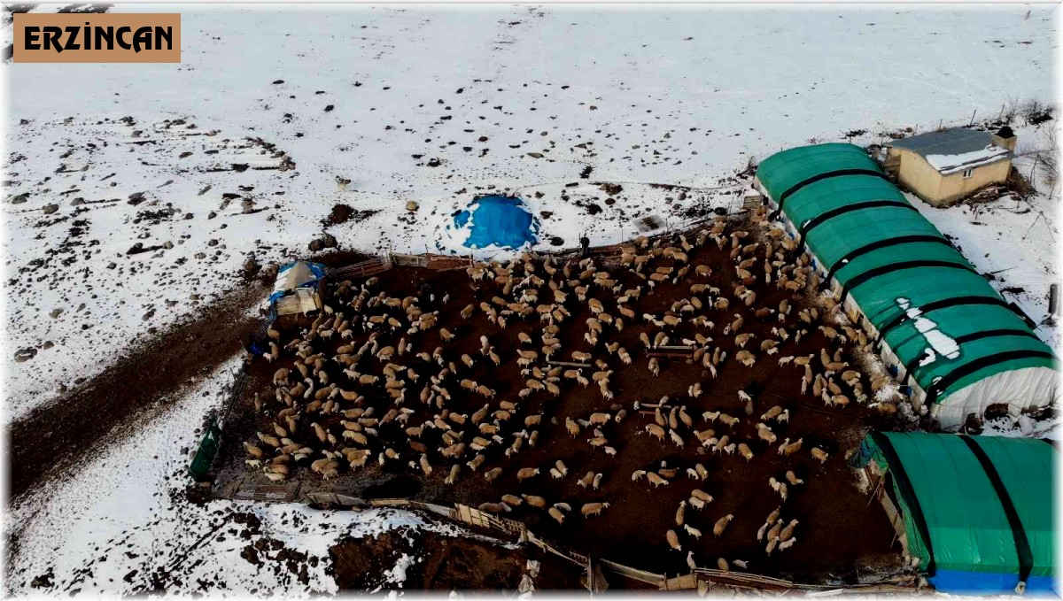 Koyunların kuzulama dönemi başladı