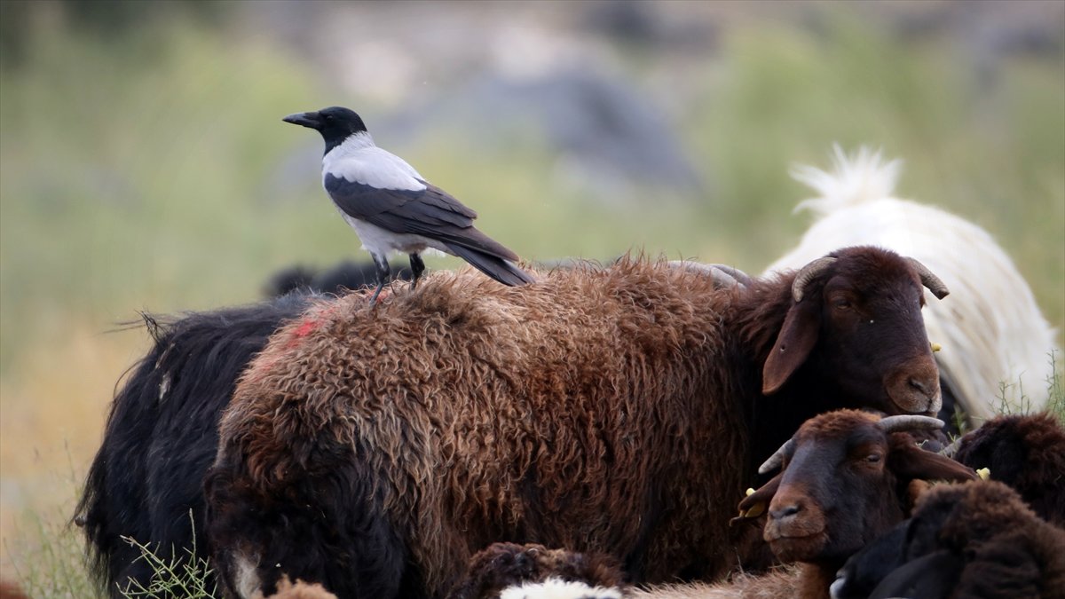 Koyunların üstündeki böceklerle beslenen kuşlar kameraya yansıdı