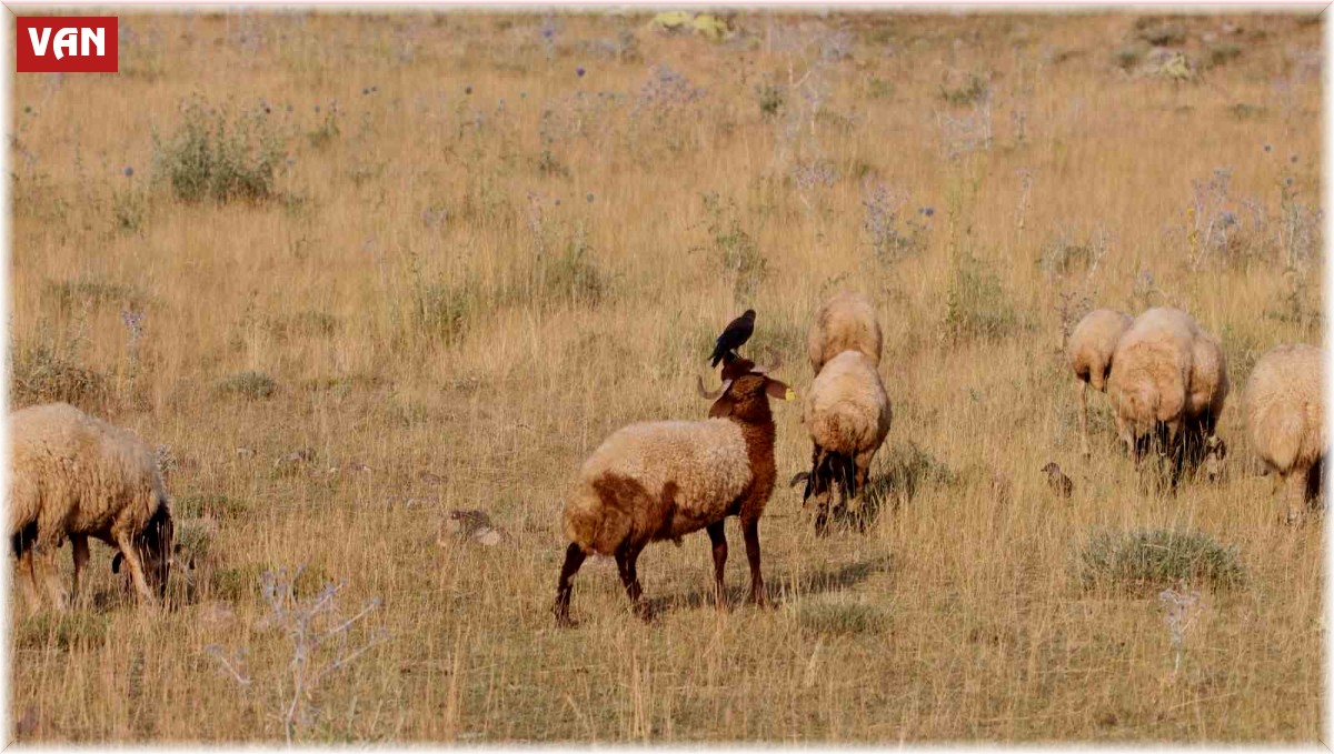 Koyunların üzerine konarak beslenen kuşlar ilginç görüntüler oluşturuyor
