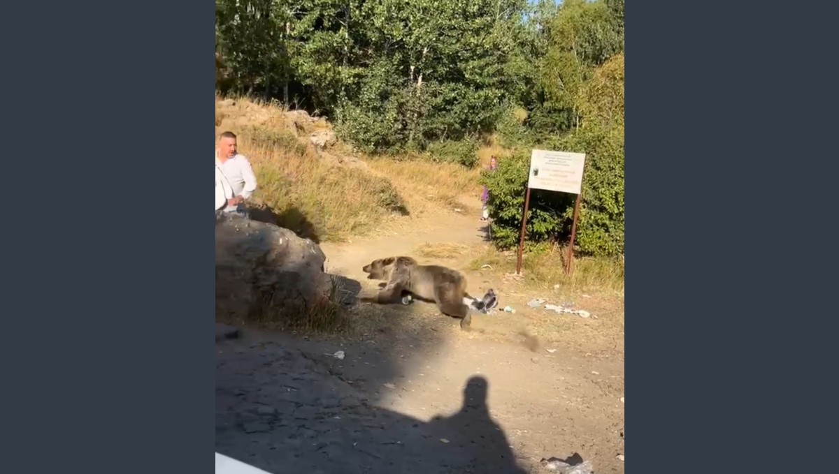 Kucağında bebekle ayı saldırısına uğradı