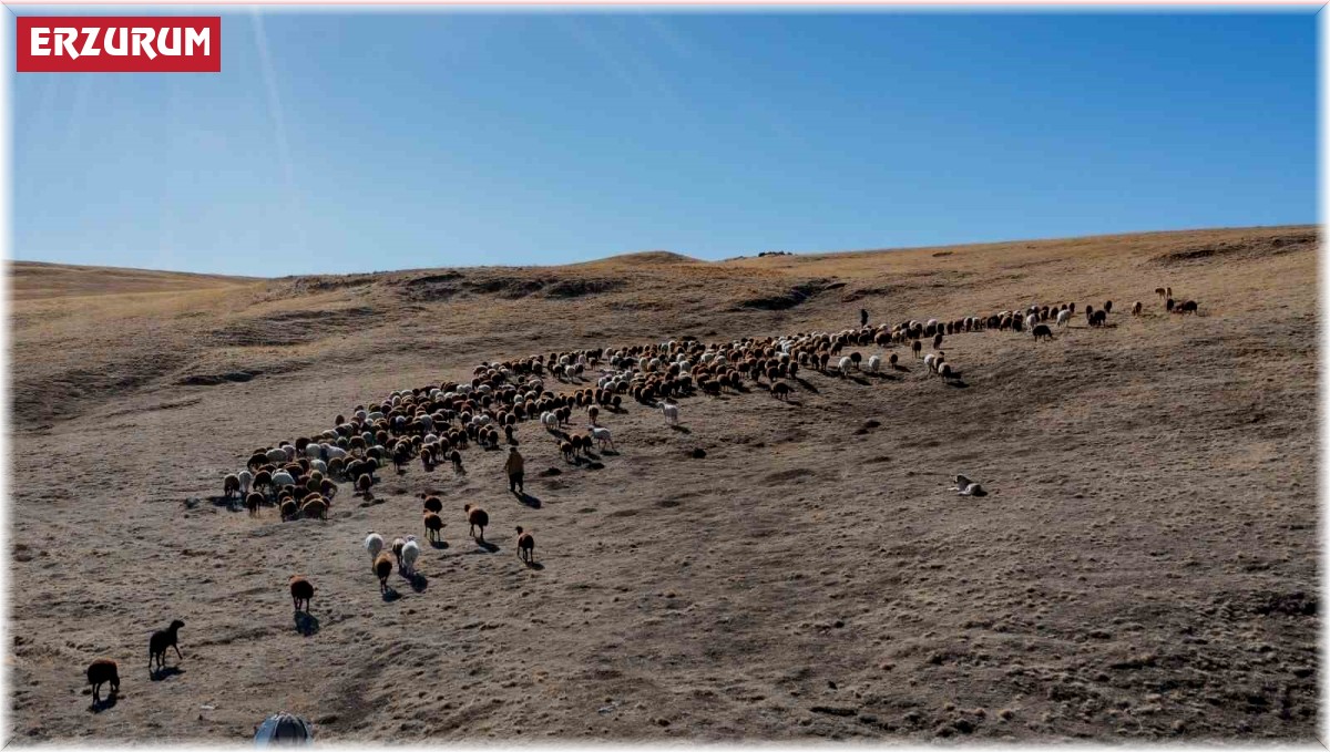 Küçükbaş hayvan üreticilerine kredi desteği