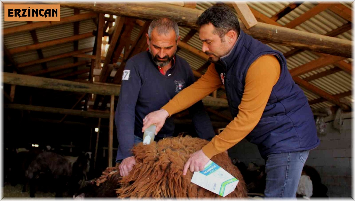 Küçükbaş hayvanlar kenelere karşı ilaçlanıyor