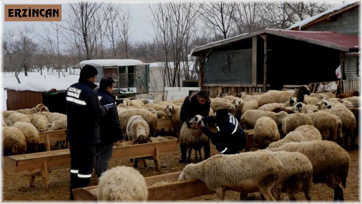 Küçükbaş hayvanlar salgın hastalıklara karşı aşılanıyor
