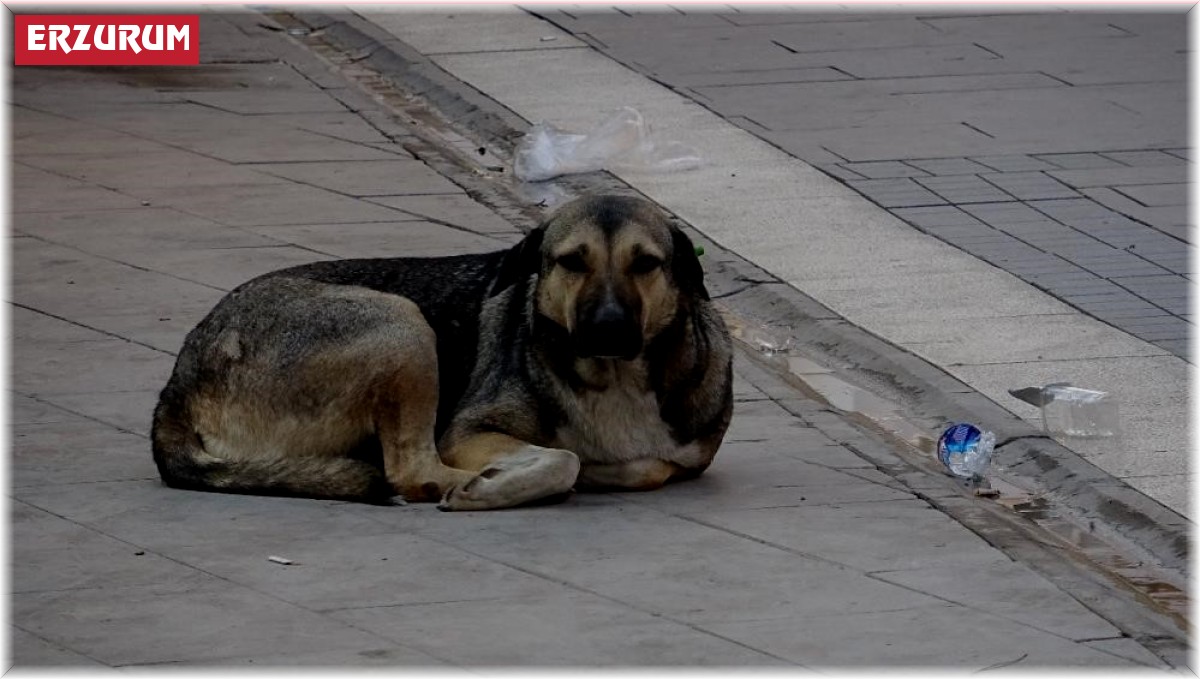 "Kuduz hastalığı ölümcül olabilir"