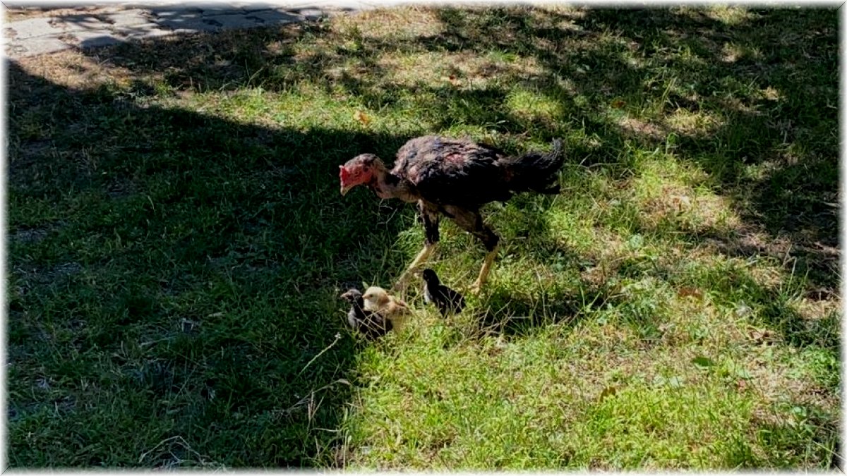 Kuluçkaya yatan horoz civcivlere annelik yapıyor