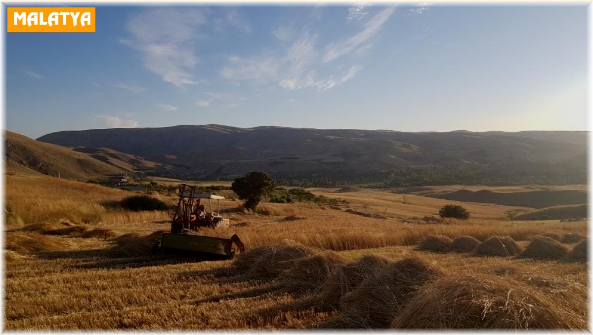 Kuluncak'ta buğday hasadı