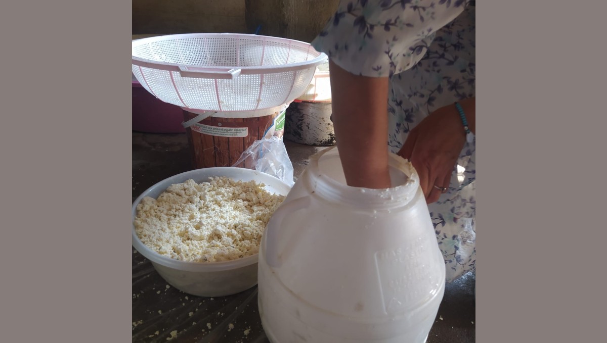 Kuma gömülerek olgunlaştırılan küp peyniri, asırlık lezzetini koruyor