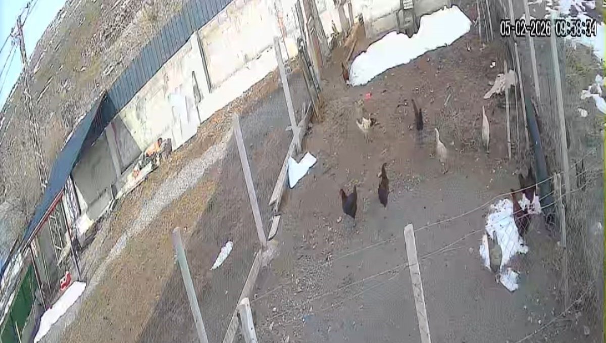 Kümese giren tilki tavuğu alıp götürdü: O anlar kamerada