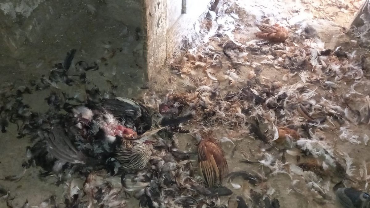 Kümeslere dadanan ayılar, tavukları telef etti