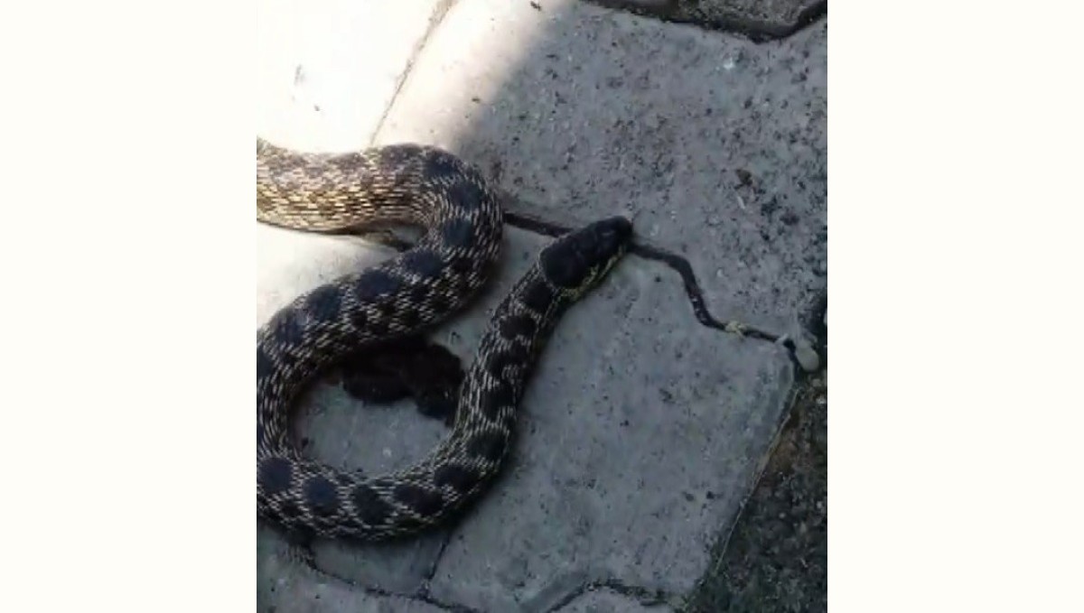 Kümesteki yumurtaları yiyen yılanı yakalayıp doğaya saldı