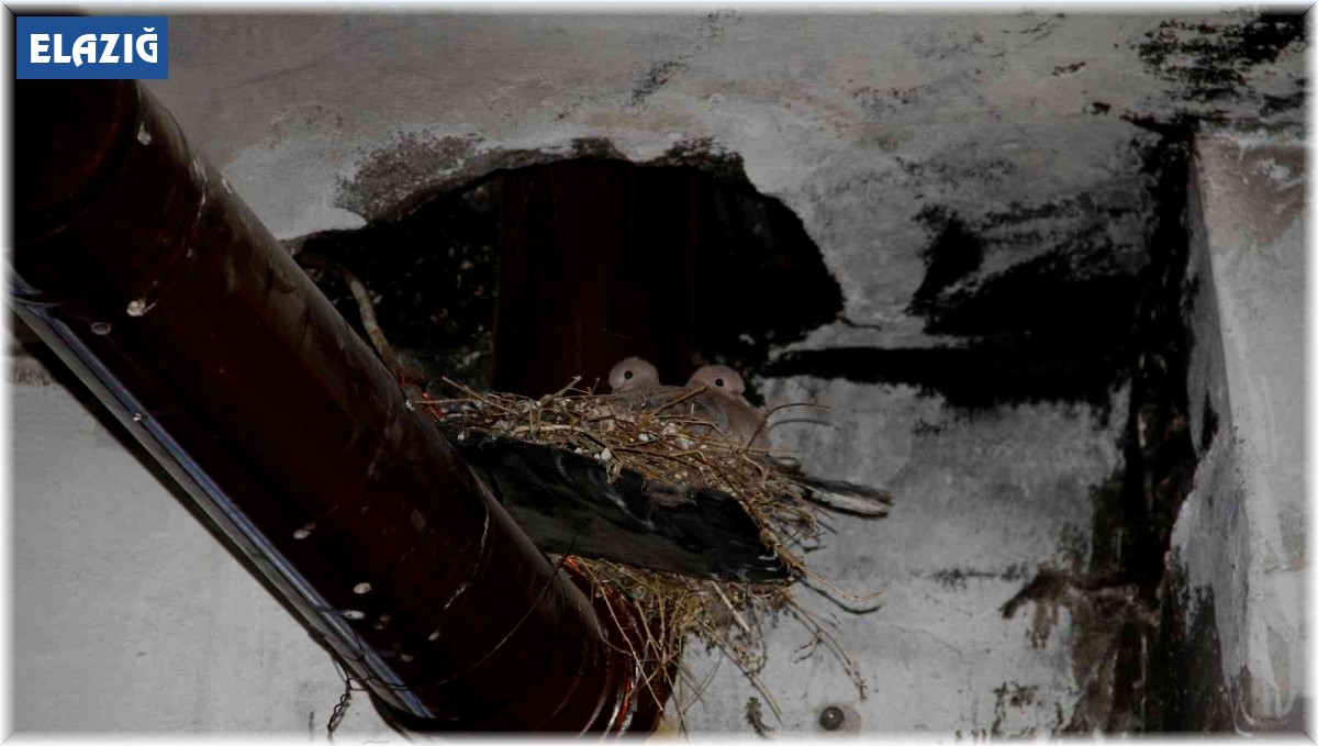 Kumru yuvası için sobayı yakmıyor