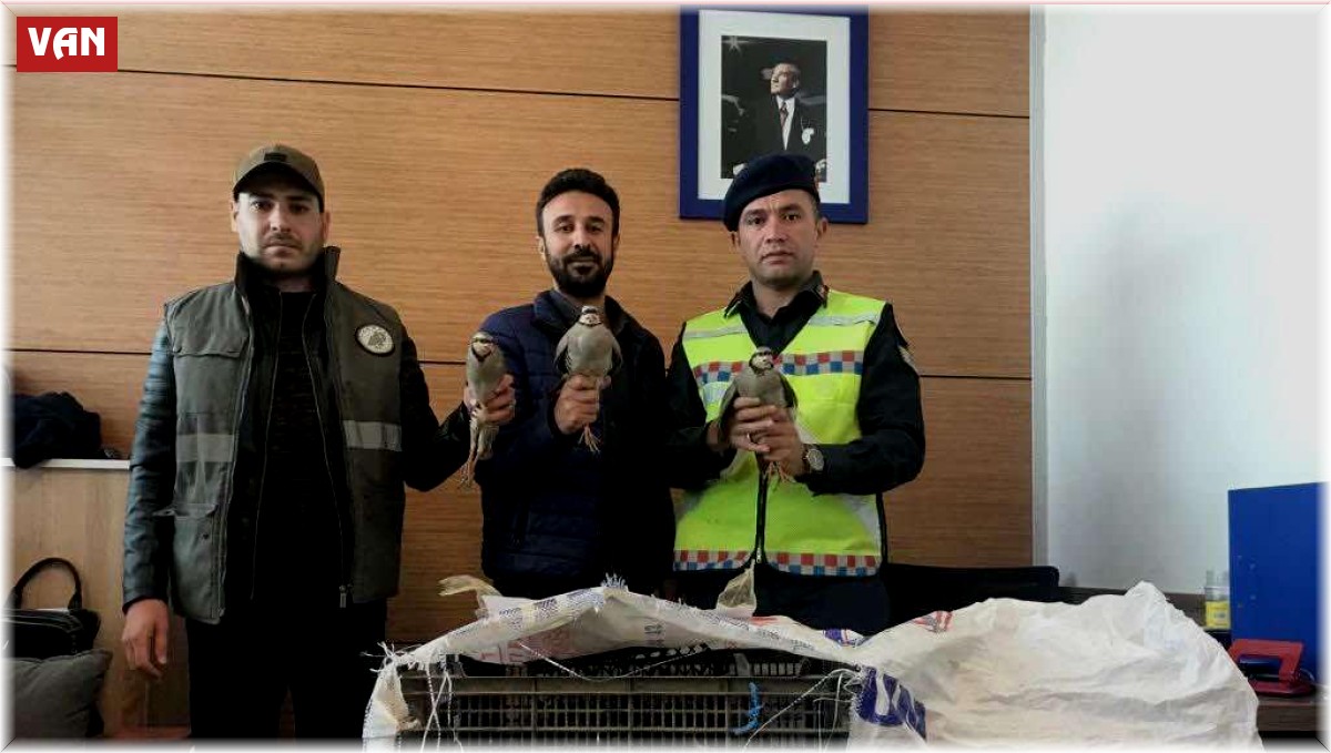 Künyeleri ve nakil izinleri olmayan kınalı kekliklere el konuldu