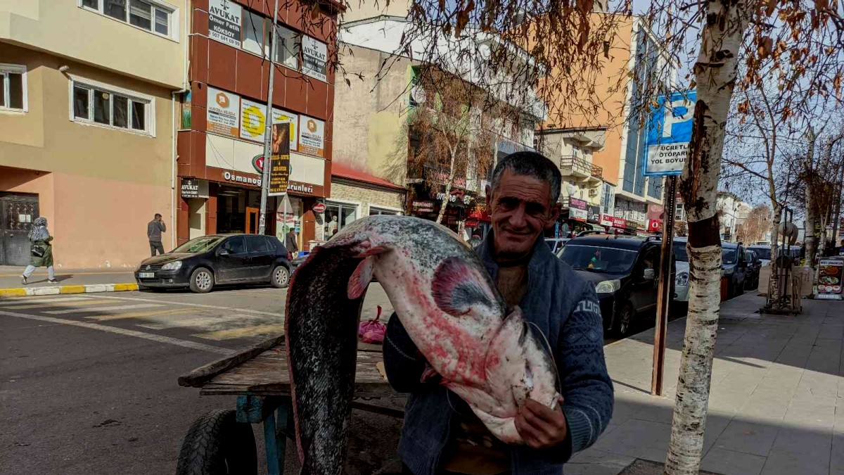 Kura nehrinde boyu kadar yayın balığı tuttu