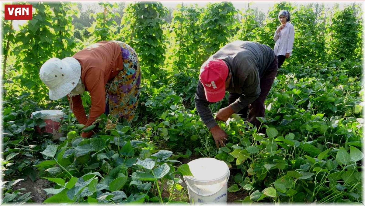 Kuraklık Gevaş fasulyesini vurdu
