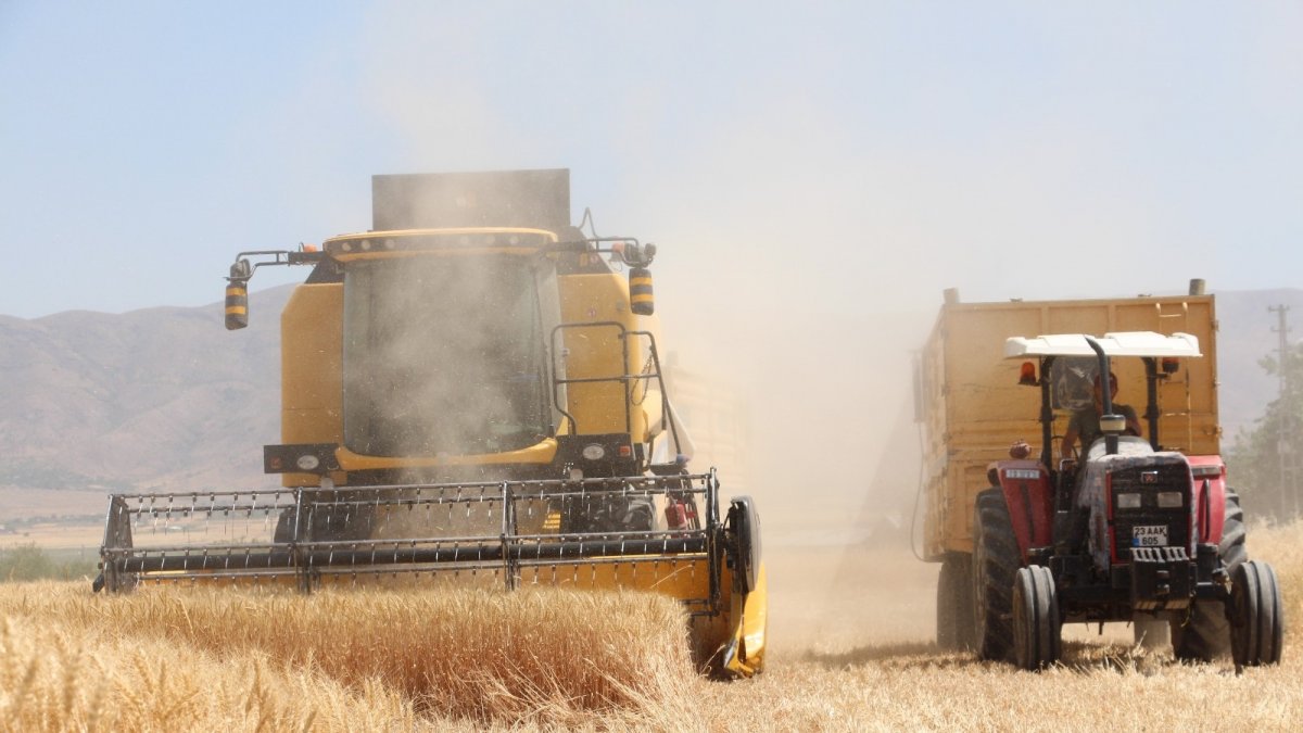 Kuraklık hasadı başlayan buğdayı da vurdu, rekolte yüzde 70'lere kadar düştü