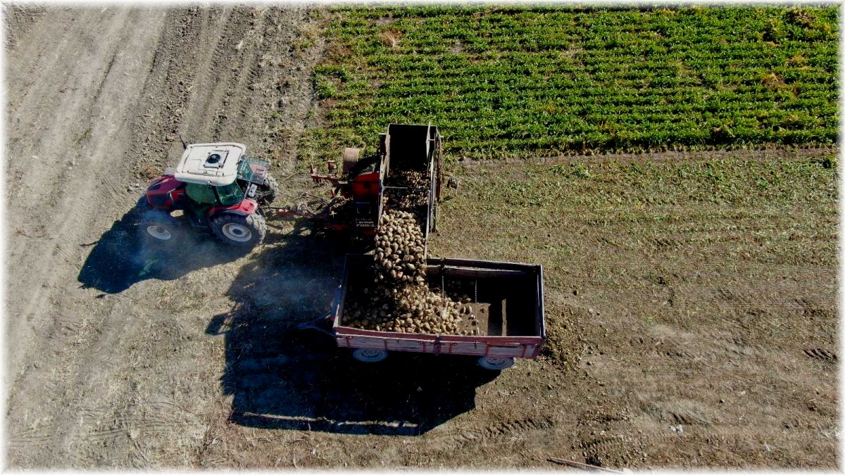 Kuraklık nedeni ile baraj gölünde sular çekildi, çiftçiler bölgeye şeker pancarı ekti