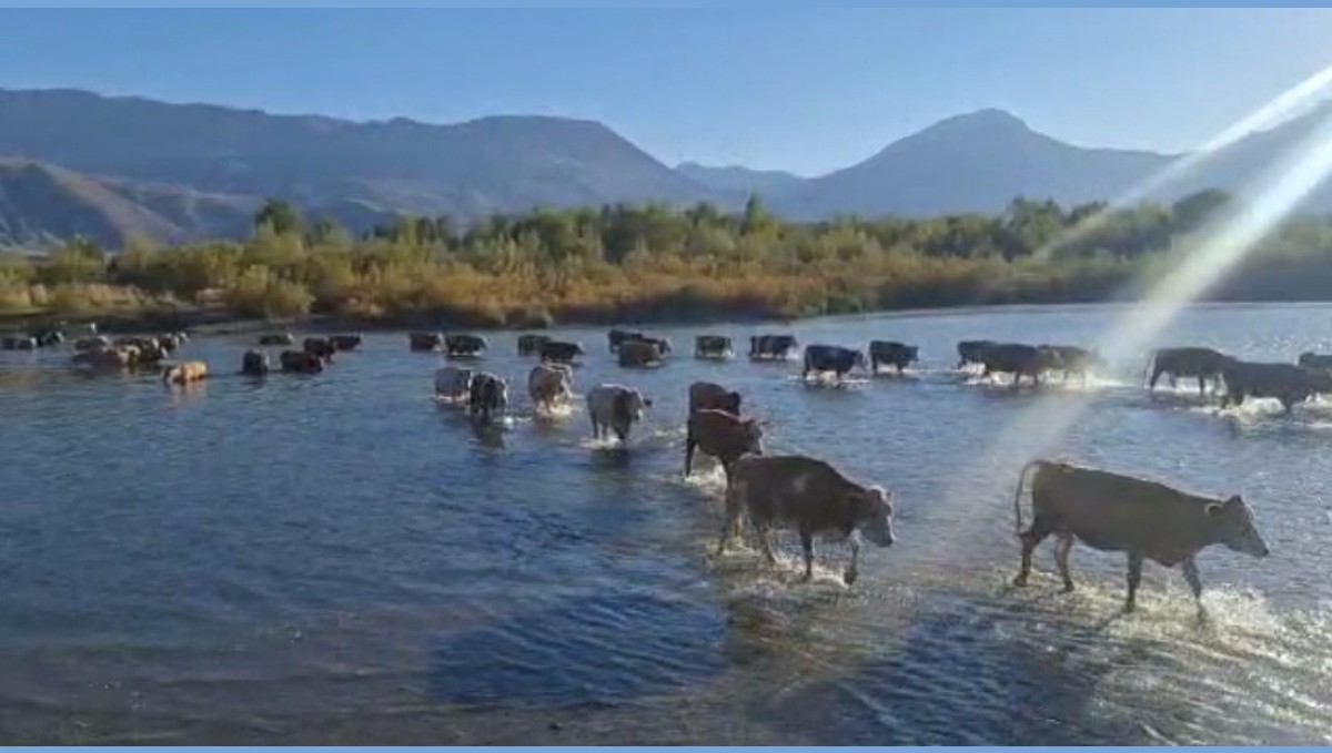 Kuraklık nedeniyle nehrin debisi büyük oranda düşünce büyükbaş hayvanlar karşıya yürüyerek geçti